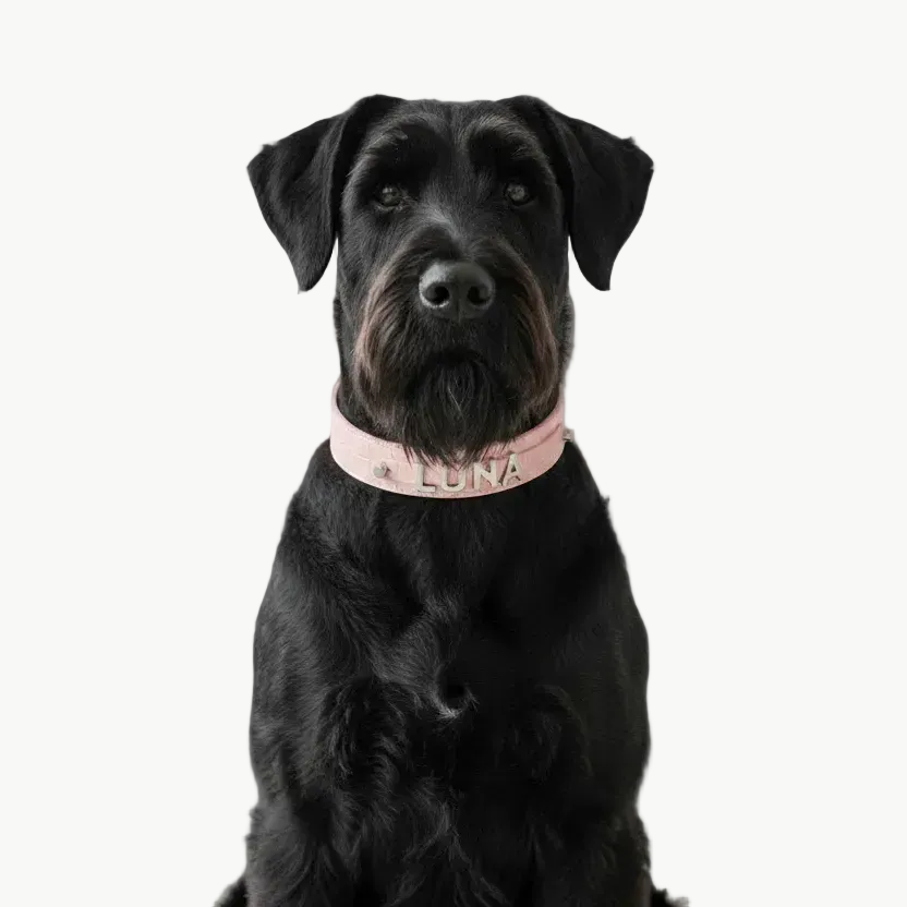 A light pink crocodile-embossed leather collar with silver hardware and the name 'LUNA' in silver lettering on the front, displayed on a clean white background.